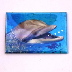 Magnet Dolphin