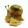 Snail