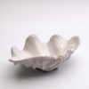 Coquillage, Benitier