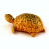 Hermann Turtle