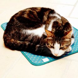 Cat mat